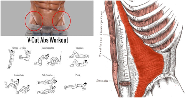 Looking For The Right Workout That Gets You The V-Shaped Cut? Check It Out Here